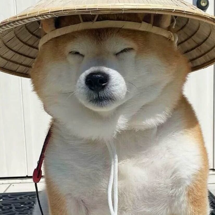 贫道