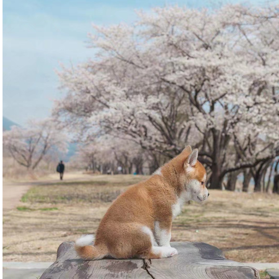 小狼狗