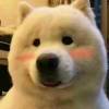 康