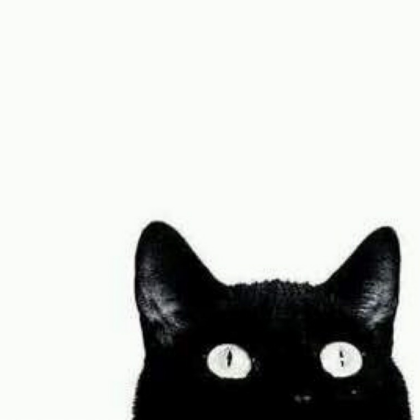 小猫