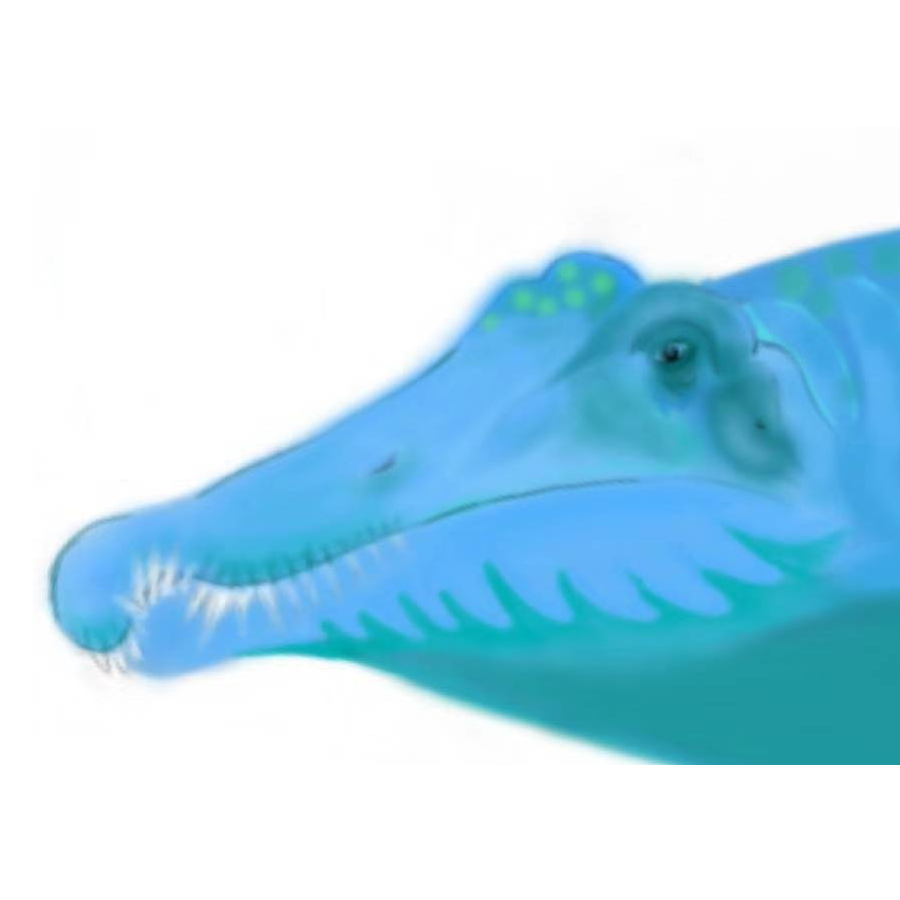 Ais·Spinosaurus