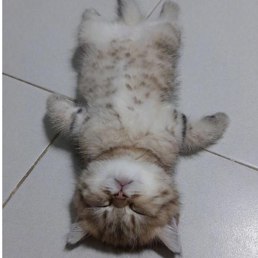 雏菊山庄的小猎犬