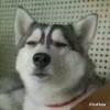 椧
