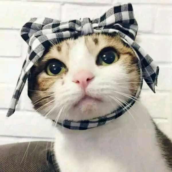 Y.