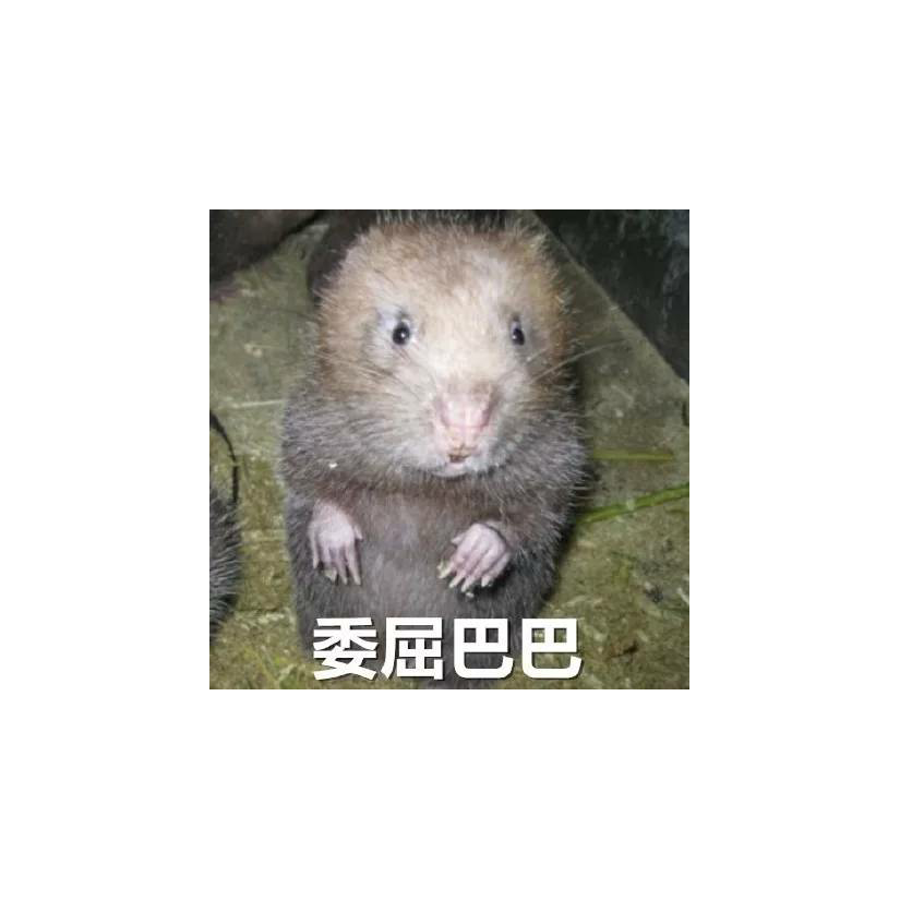天秀