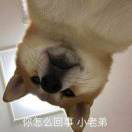 狗头保命