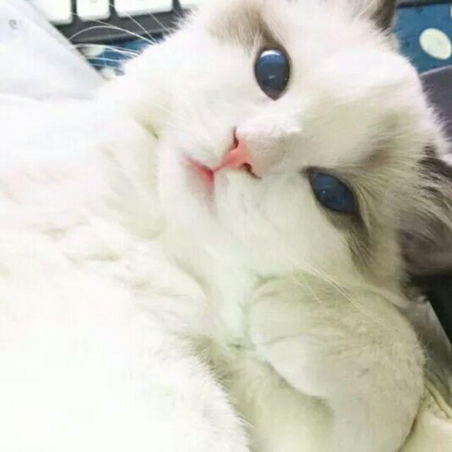 Kittybiebs:)