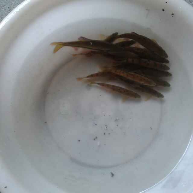 纽寇要甄辰