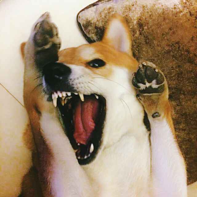郑较瘦
