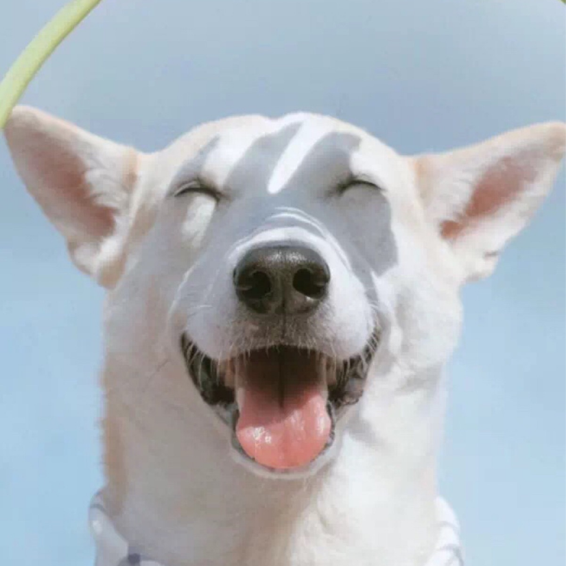 迪克森