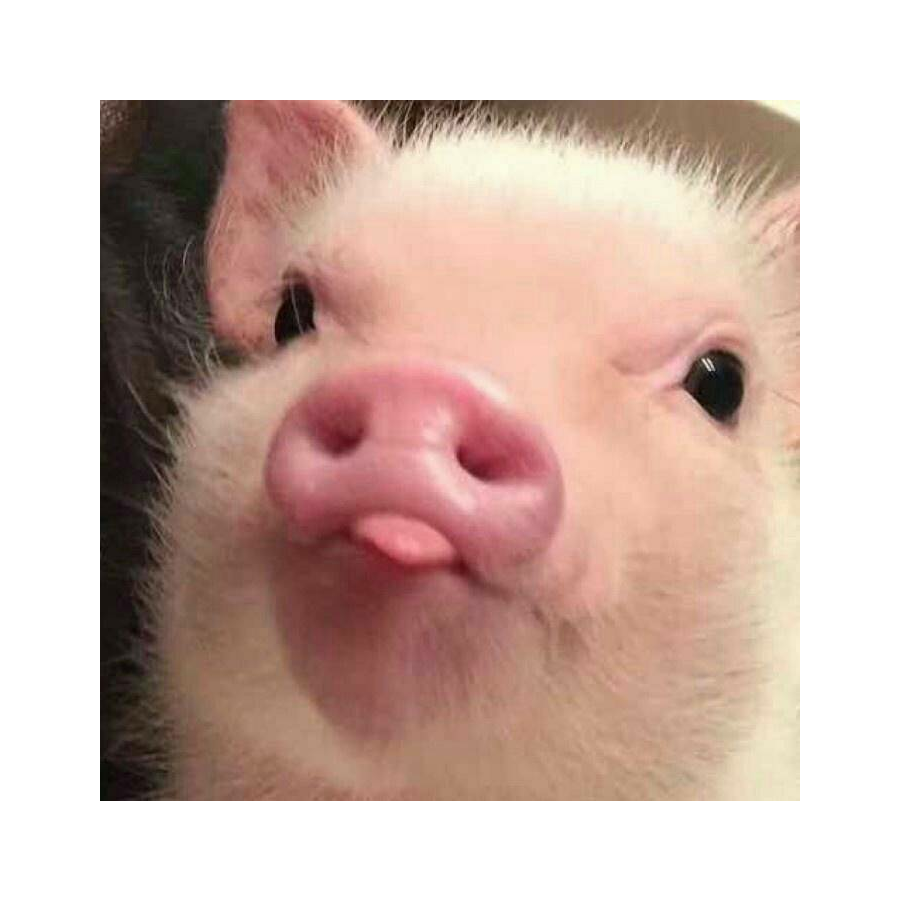 大头猪🐷