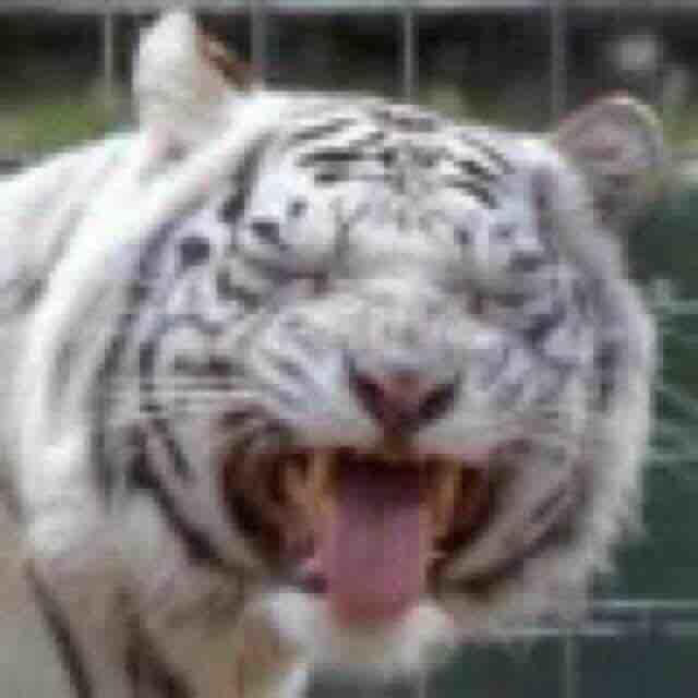 大猫