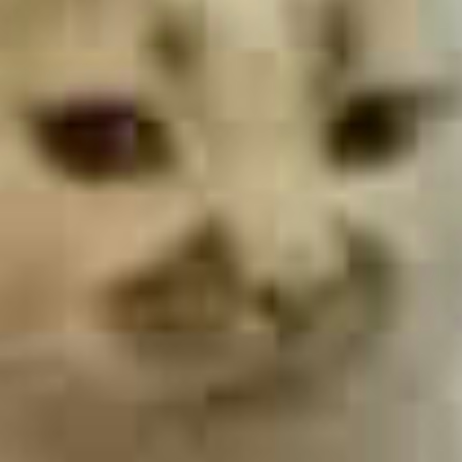 南山下的猫