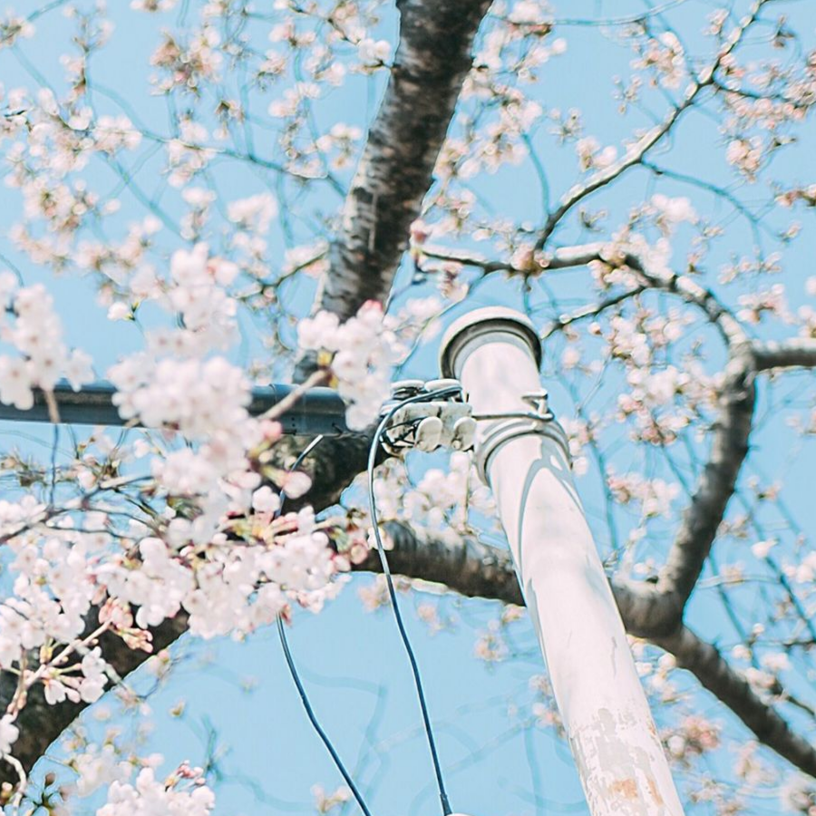 ٩̋(๑˃́ꇴ海蓝时见鲸