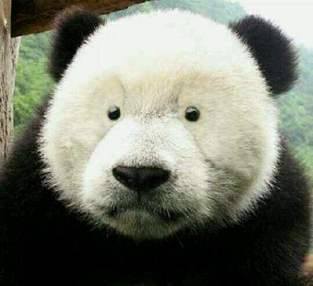 李明倬