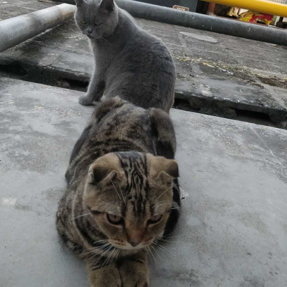 Mitsukiu