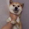 崽崽