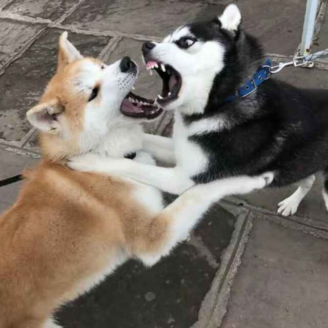 诱人的猪头