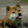 沉之濒