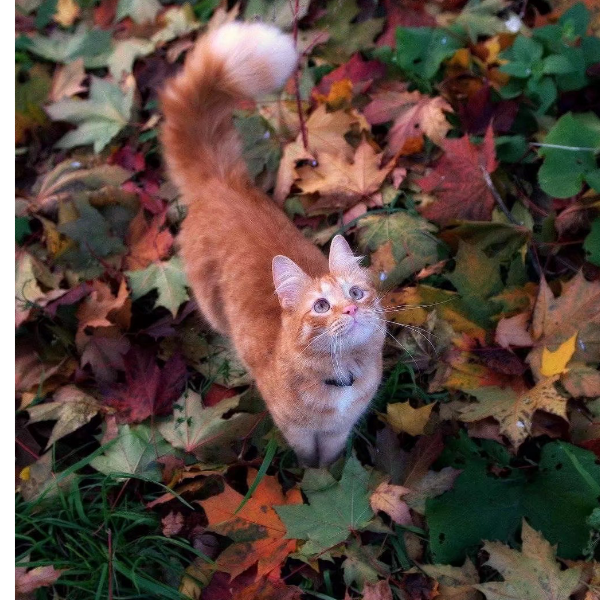 月半明时卿有意