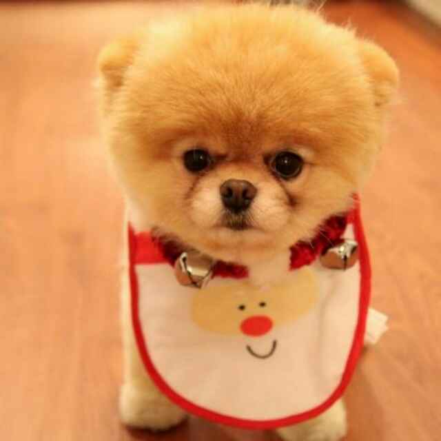 明月下的凤尾竹