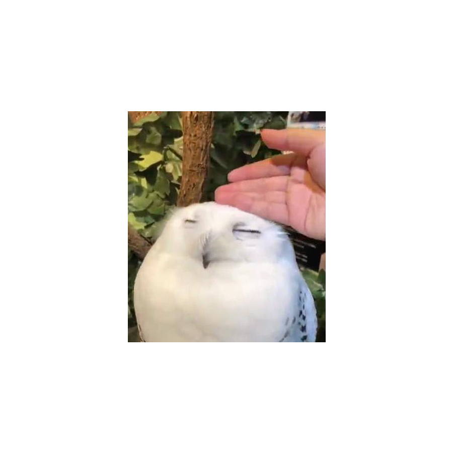咕咕咕