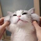 iz