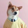 mint dog.