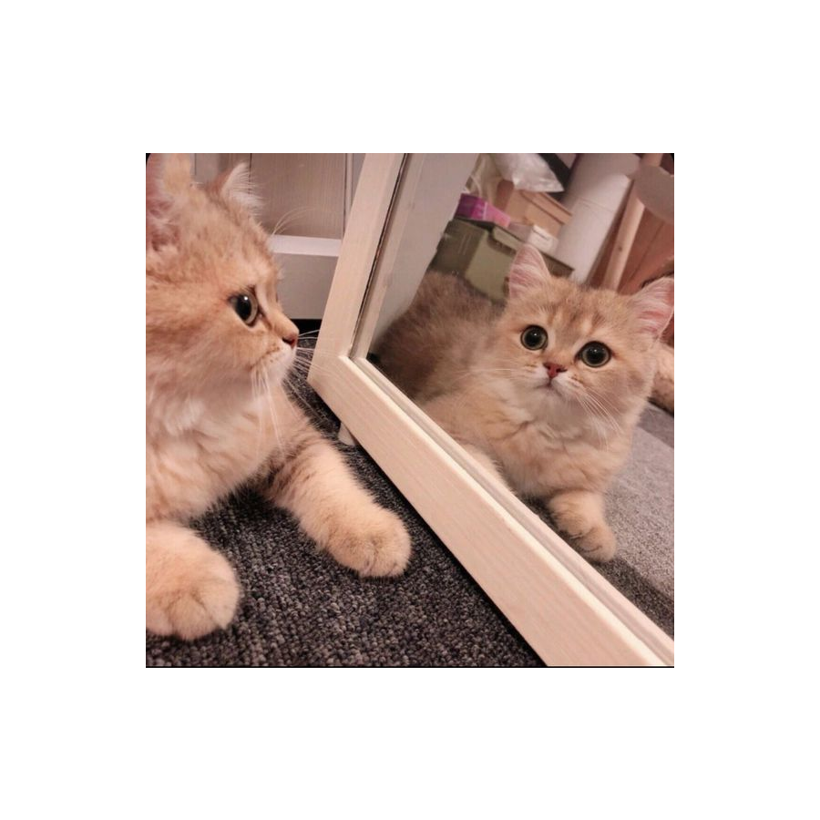 ๑• . •๑渊๑• . •๑