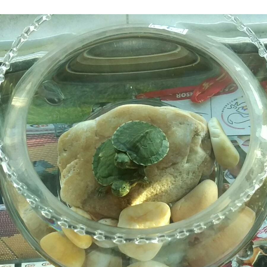 妖帝