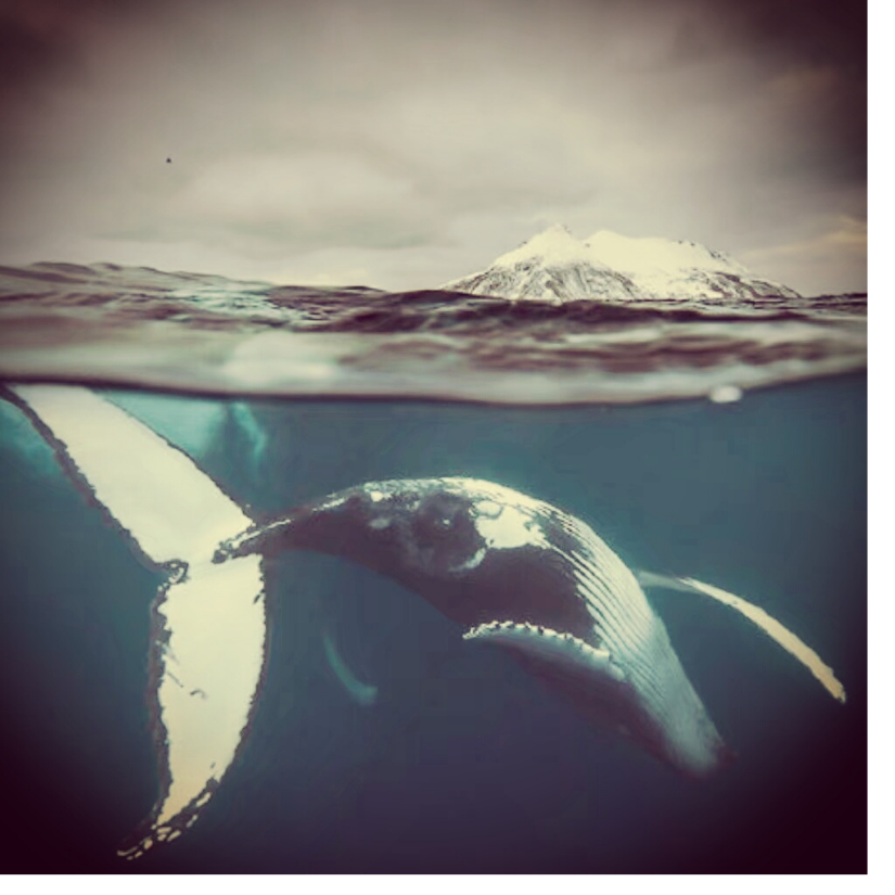 -深海孤鲸-