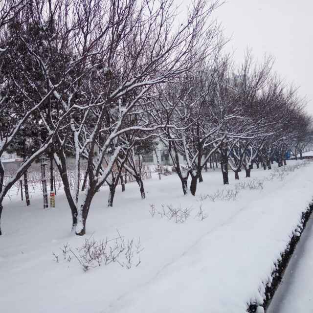 孤独的小鸟