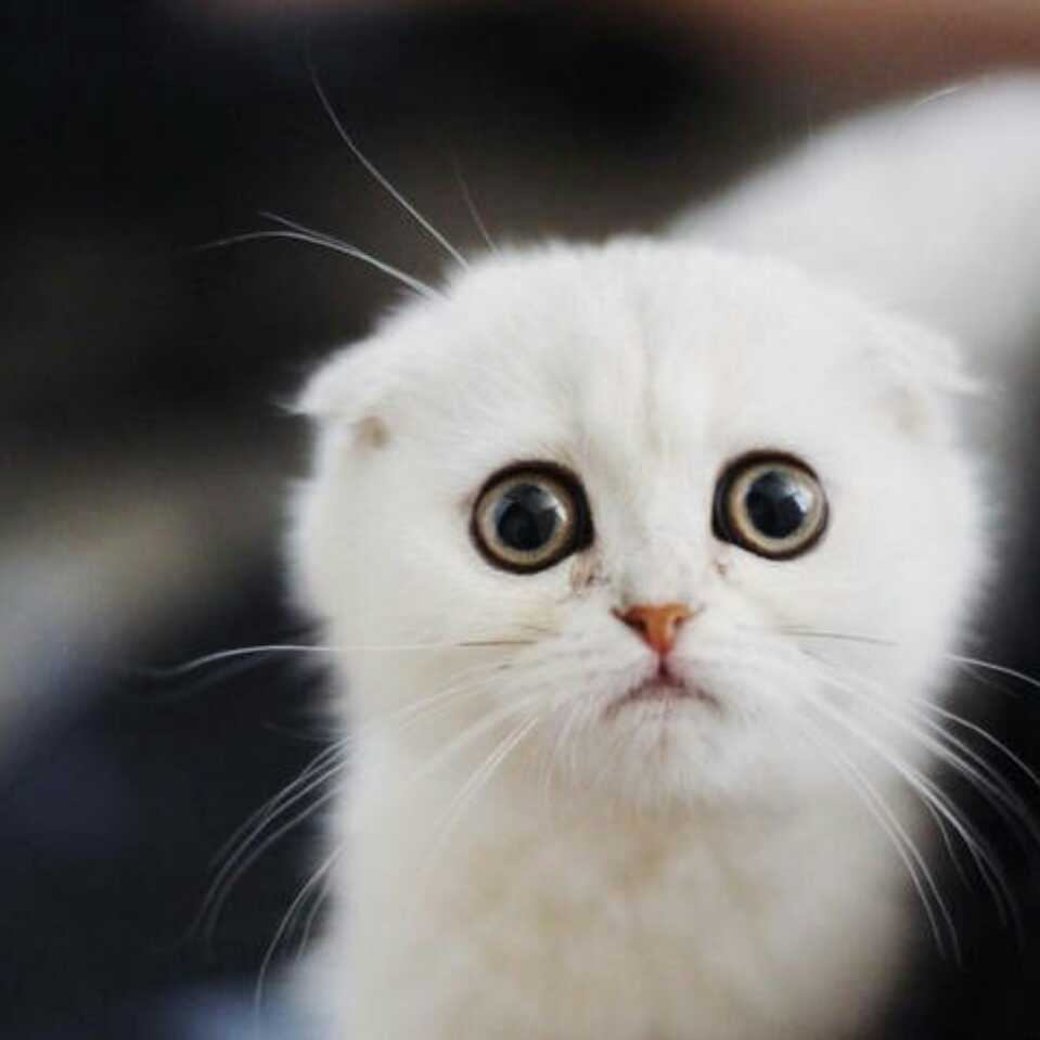 阿猫阿狗