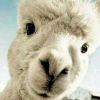 User10832586