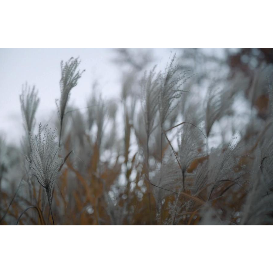 ALittleDream