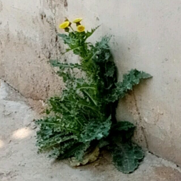 短发女人也可以性感和可爱