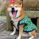 蔡自信