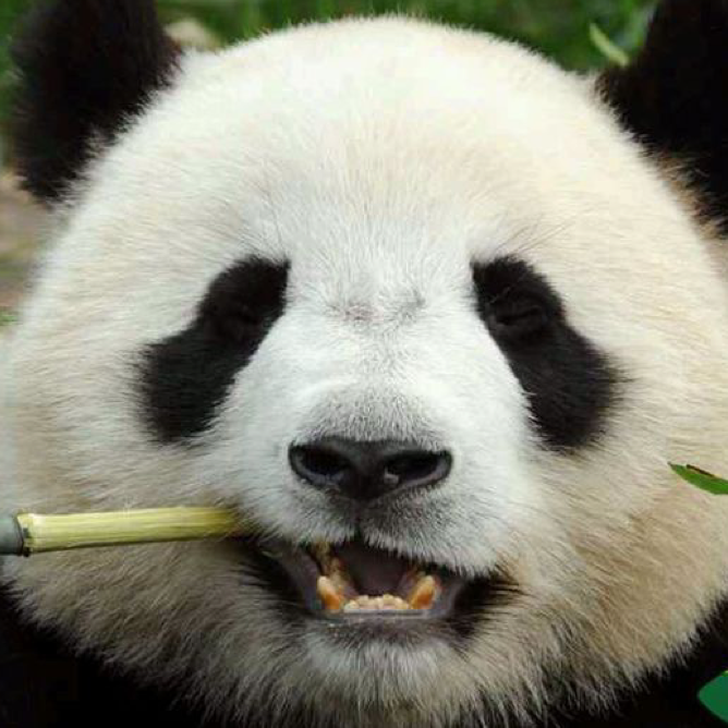 小熊枫糖拿铁