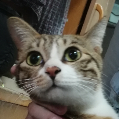张掩耳