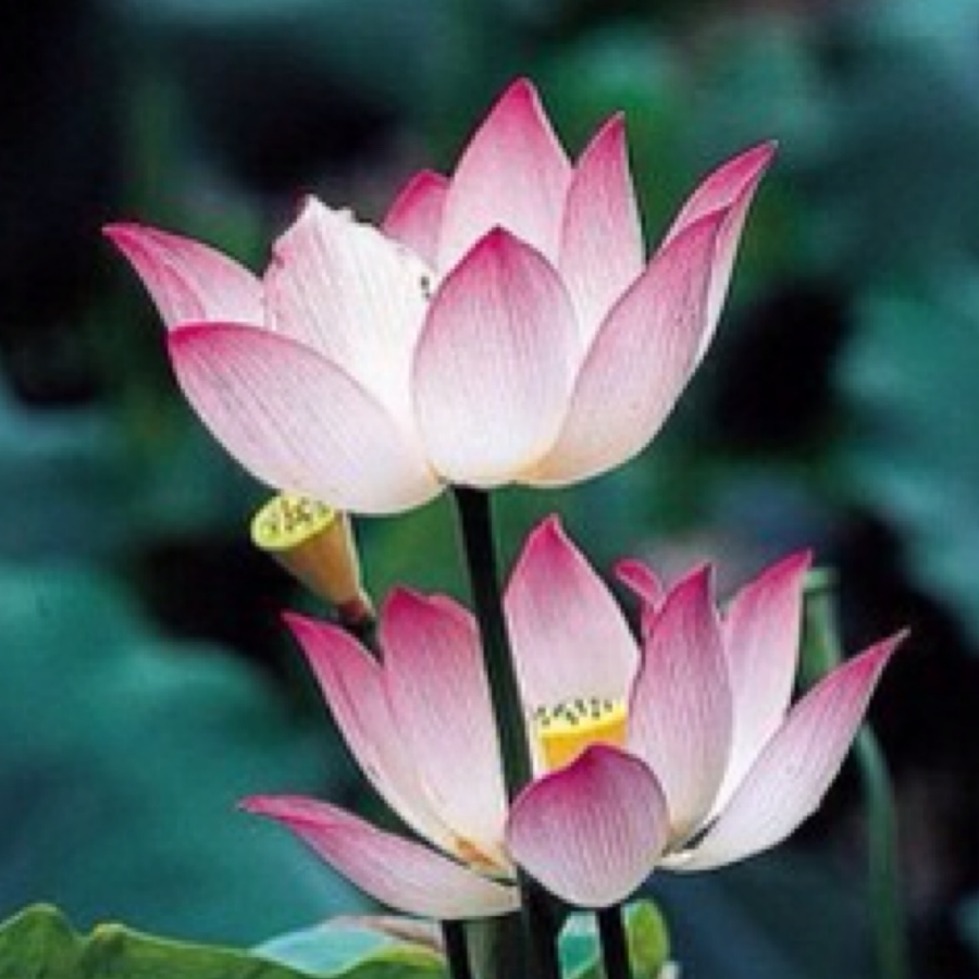 我们来算下更新前后的碎片收益比较。在线更新