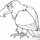 Sky Hawk