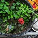 淞磬and炡馨