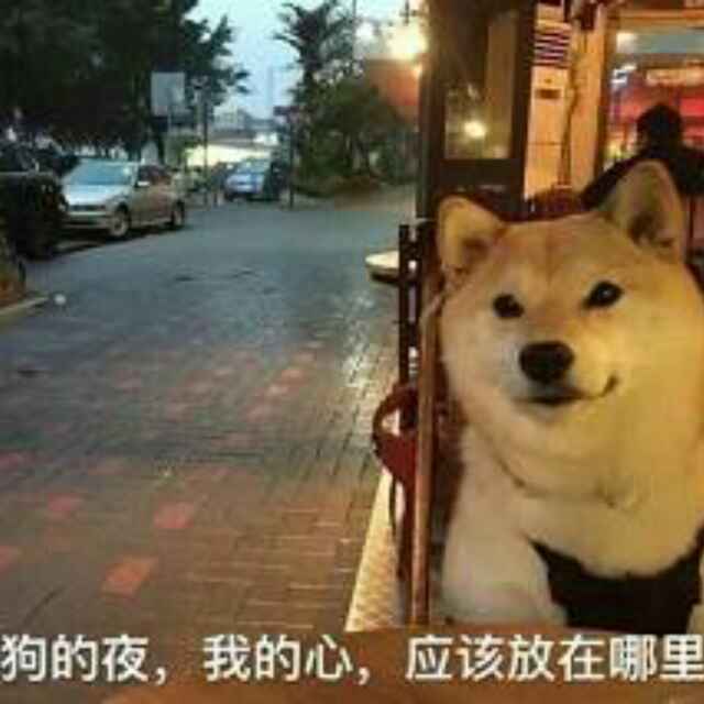 孤独殇者