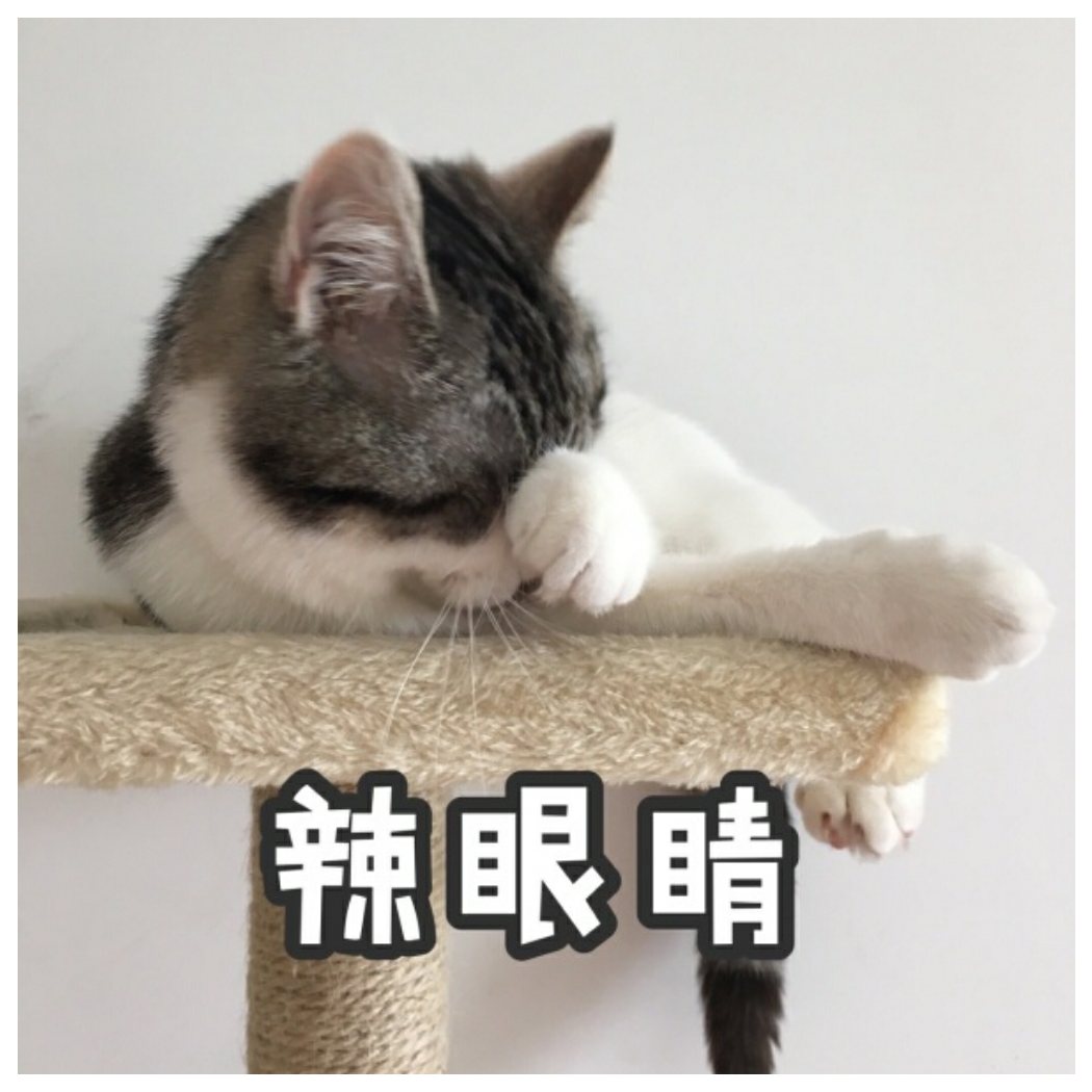 不养猫