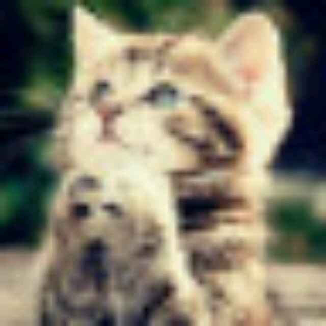 笨死的毛毛虫