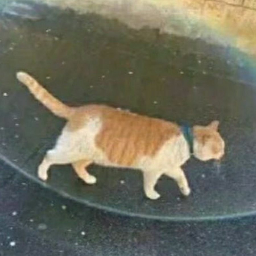 猫哊獨