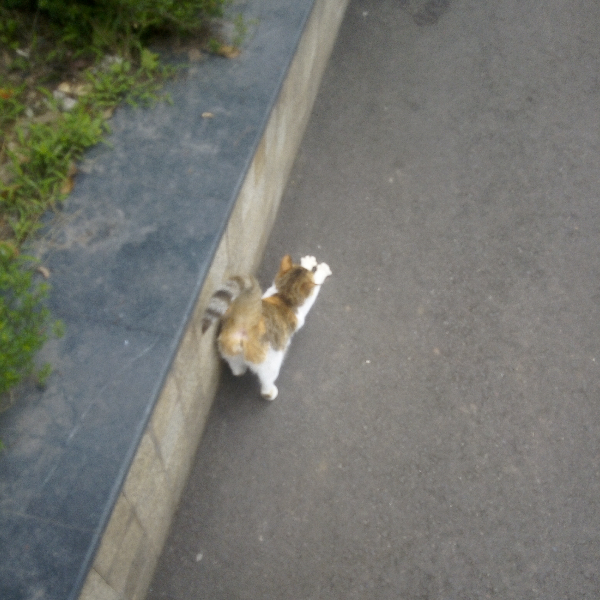 猫居