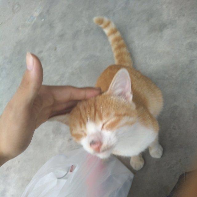 摸猫者