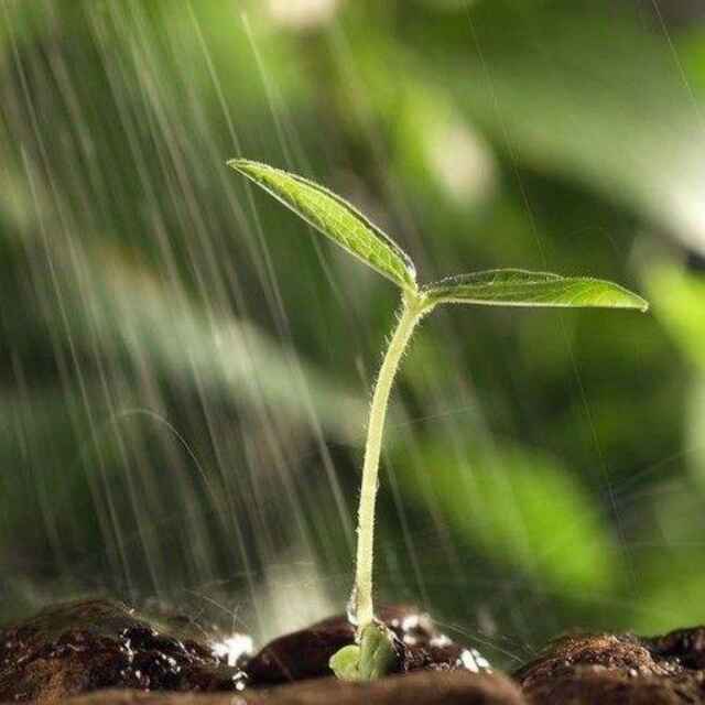 天街小雨润如酥
