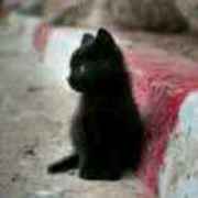 乌黑猫